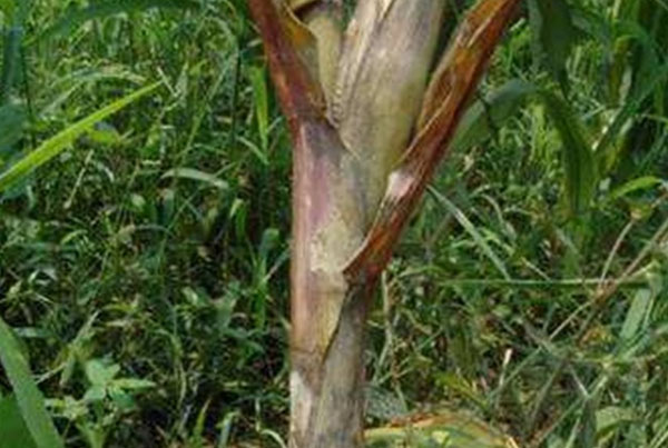 玉米病蟲害有哪些防治措施