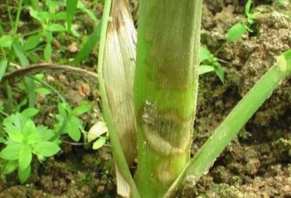 玉米常見的四種病蟲害如何防治