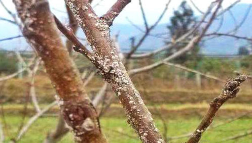 桃樹病蟲害如何防治