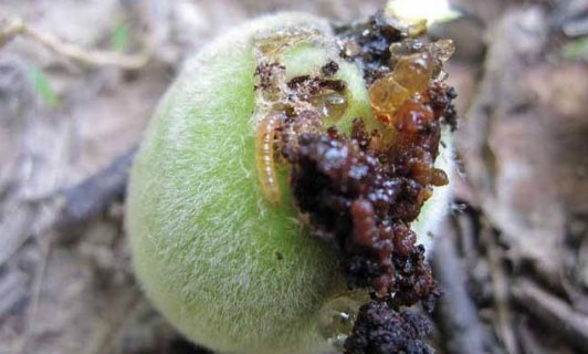 桃樹病蟲害如何防治