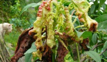 桃樹常見的3種病蟲害怎么防治？