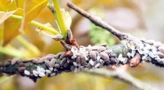 桃樹常見的3種病蟲害怎么防治？