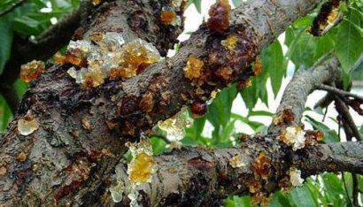 桃樹主要病蟲害有哪些？如何防治？