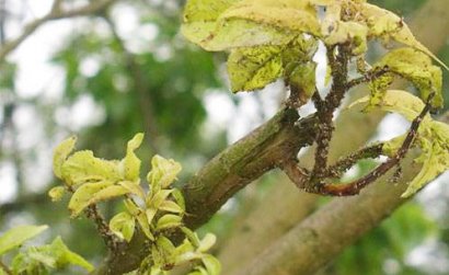 果樹蚜蟲防治技術(shù)詳解