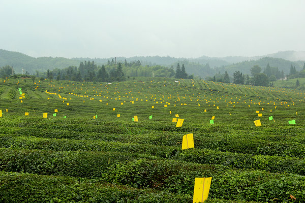 小麥蚜蟲用什么辦法防治效果好？