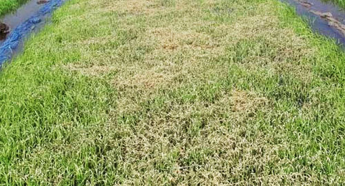 水稻立枯病綜合防治技術