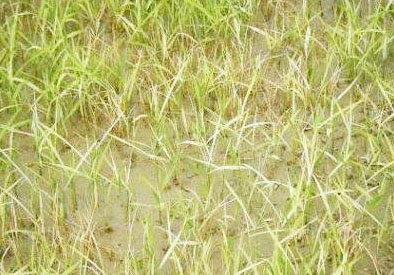 水稻立枯病綜合防治技術