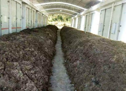 雞糞堆肥發(fā)酵技術(shù)要點(diǎn)