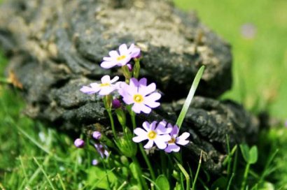 牛糞發酵過程分為哪幾個階段？
