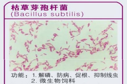 枯草芽孢桿菌不能和哪些殺菌劑一起用？