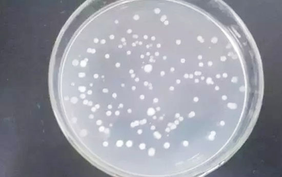 枯草芽孢桿菌的作用有哪些？