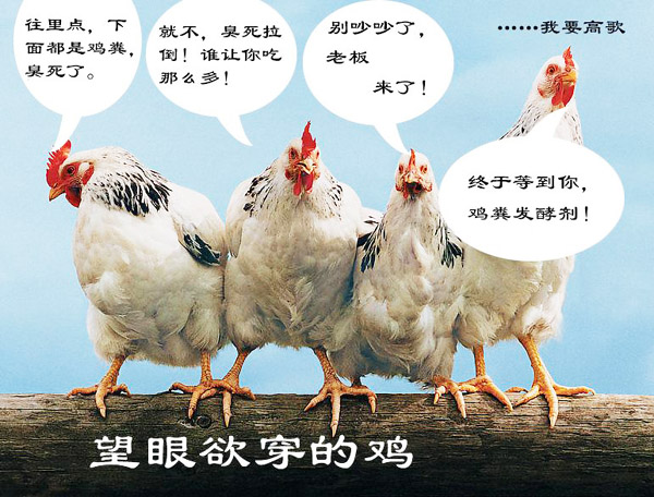 怎么發酵雞糞用來養豬