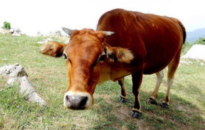 牛糞有機肥腐熟的原因及方法