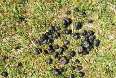 羊糞使用前必須腐熟的原因及方法