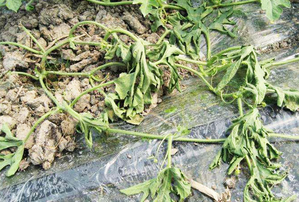 常見的土傳病害有哪些？