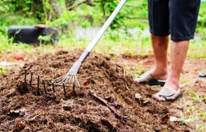 雞糞發酵后可以用來喂豬嗎