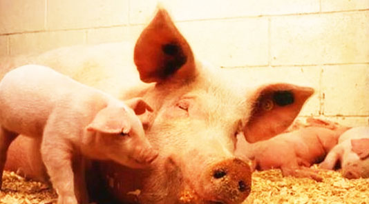 雞糞發酵后可以用來喂豬嗎