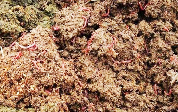 豬糞如何快速發酵腐熟