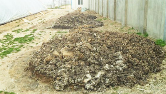 豬糞發酵方法詳解