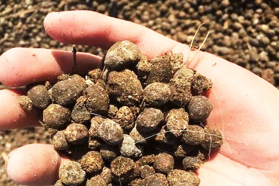 發酵羊糞有機肥需要注意哪些？