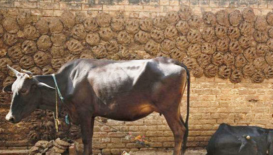 影響牛糞發(fā)酵的因素有哪些？