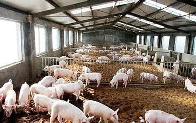 豬糞發酵有機肥過程中需要注意哪些