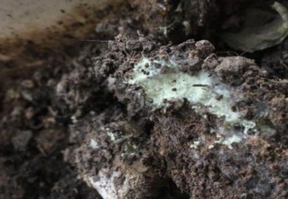 生物有機(jī)肥發(fā)酵過程中“長毛”好不好