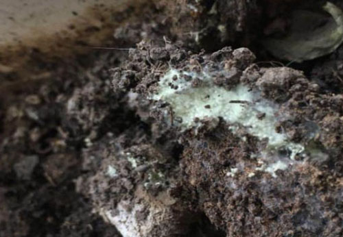 生物有機肥發(fā)酵過程中“長毛”好不好