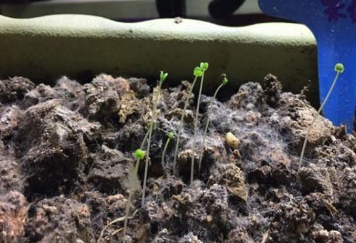 生物有機肥發(fā)酵過程中“長毛”好不好