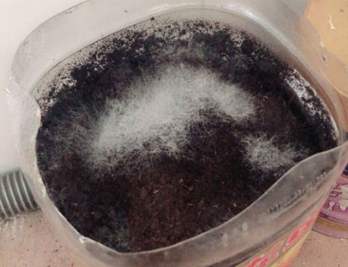 生物有機肥發(fā)酵過程中“長毛”好不好