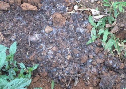 購買的成袋有機(jī)肥發(fā)霉了還能用嗎？