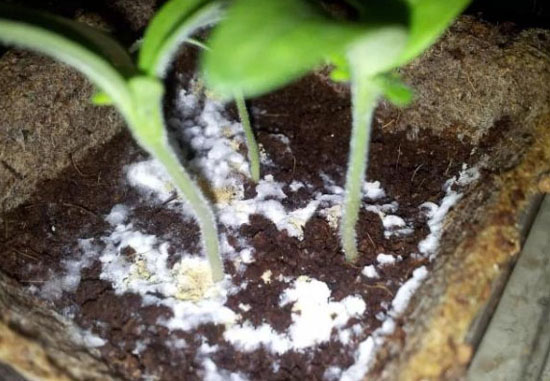 花盆土壤發霉長白毛什么原因？如何防治。