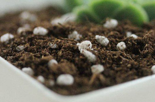 去年買的生物有機肥“長毛”是過期變質了嗎？