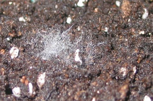 去年買的生物有機肥“長毛”是過期變質了嗎？