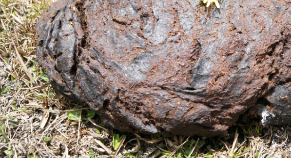 牛糞發酵腐熟的幾種方法