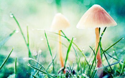 牛糞堆肥發酵的操作方法