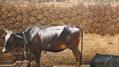 牛糞怎么發酵制作成有機肥