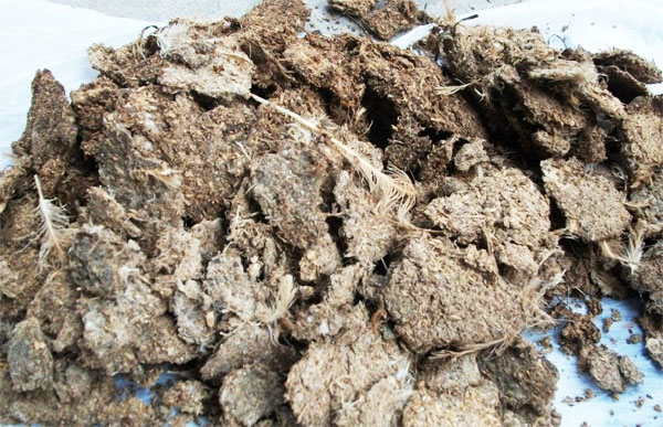 自制雞糞有機肥是不是見到長毛就算發酵好了