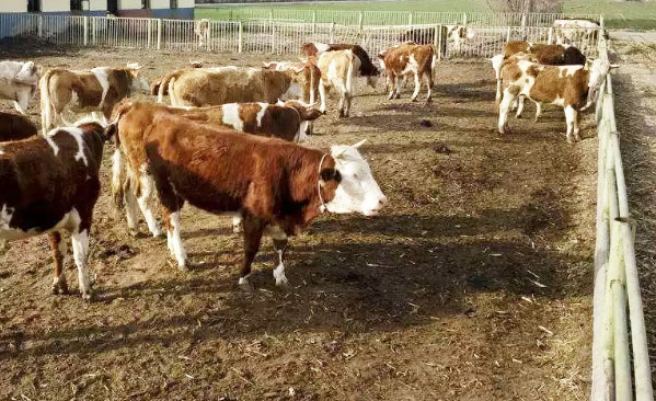 牛糞發(fā)酵處理有機肥技術