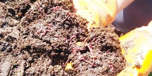 如何通過發酵制作牛糞有機肥