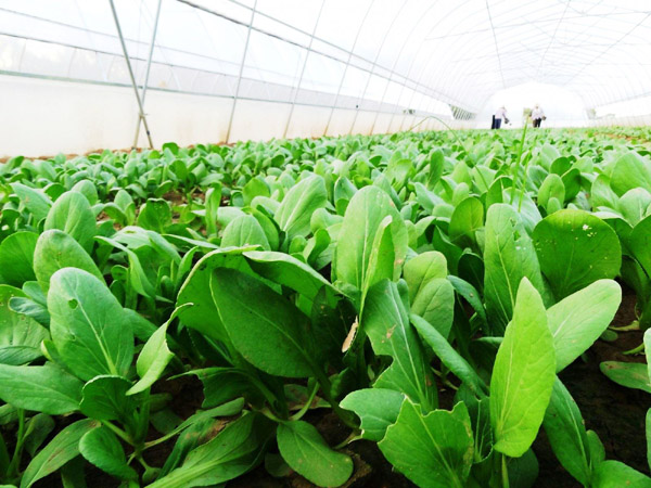 發酵后的雞糞有機肥具有哪些優點