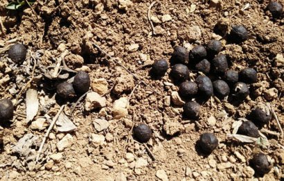 發(fā)酵后的羊糞有機(jī)肥有哪些優(yōu)點？