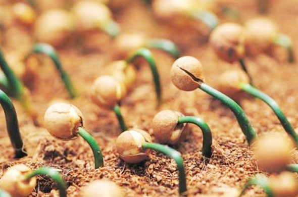 如何發酵有機肥才算正確，操作步驟是什么？