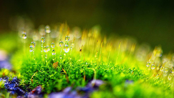 雞糞發(fā)酵有機肥的操作步驟