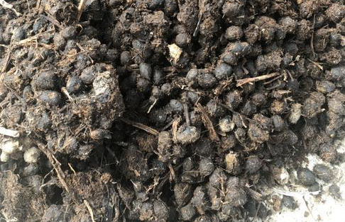 羊糞發(fā)酵有機(jī)肥的操作步驟