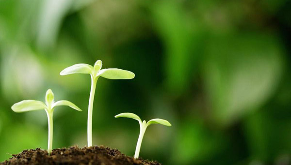 如何發(fā)酵腐熟雞糞？