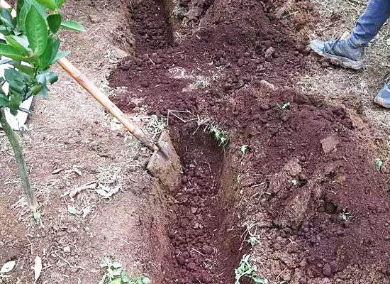 雞糞有機(jī)肥的發(fā)酵制作方法