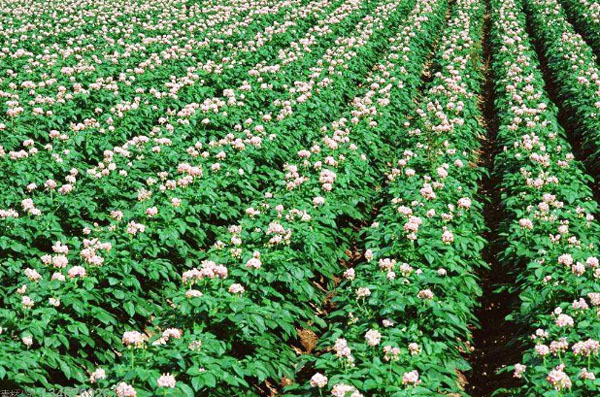 雞糞發(fā)酵制作有機(jī)肥的傳統(tǒng)方法