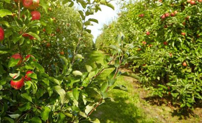 雞糞有機肥如何發(fā)酵腐熟，有哪些方法？