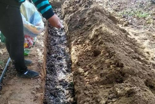 有哪些常用的雞糞處理方法